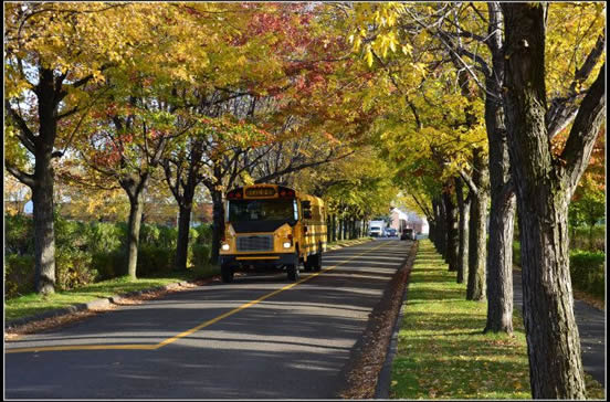 在加拿大千萬別“冒犯”校車