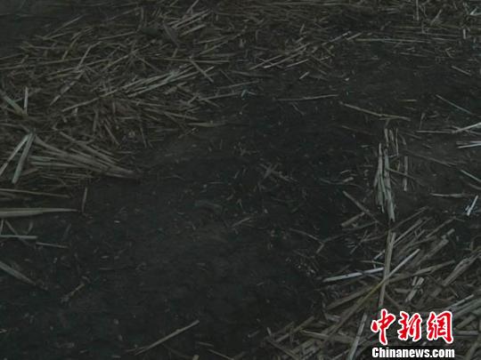 濮陽校車超載失火  系司機冒險進入麥稈堆所致(圖)