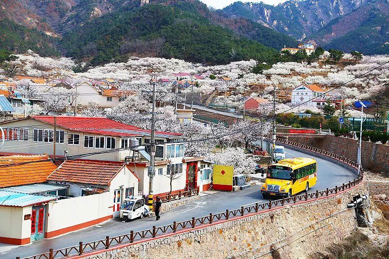 到今天上午，青島大鼻子校車開通整十年啦！