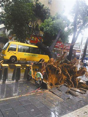 深圳羅湖區(qū)大樹砸壞幼兒園校車，沒有人員傷亡