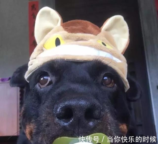 狗狗背著書包叼著奶嘴等校車，老師卻說：你超重了不能上！