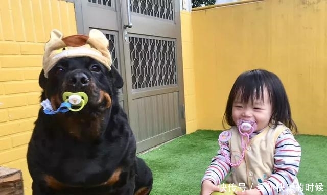 狗狗背著書包叼著奶嘴等校車，老師卻說：你超重了不能上！