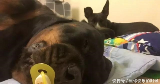 狗狗背著書包叼著奶嘴等校車，老師卻說：你超重了不能上！