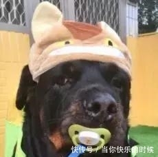 狗狗背著書包叼著奶嘴等校車，老師卻說：你超重了不能上！